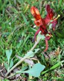 Corydalis sewerzowii