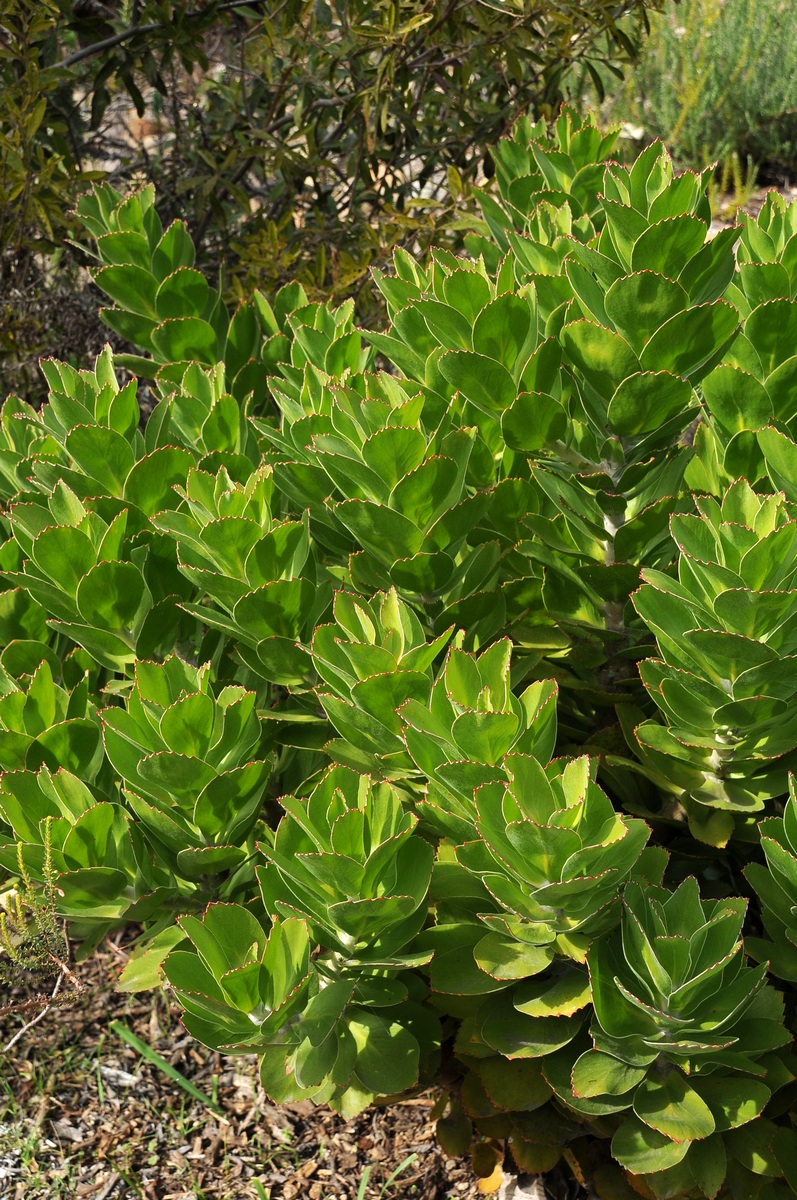 Image of Leucospermum conocarpodendron specimen.