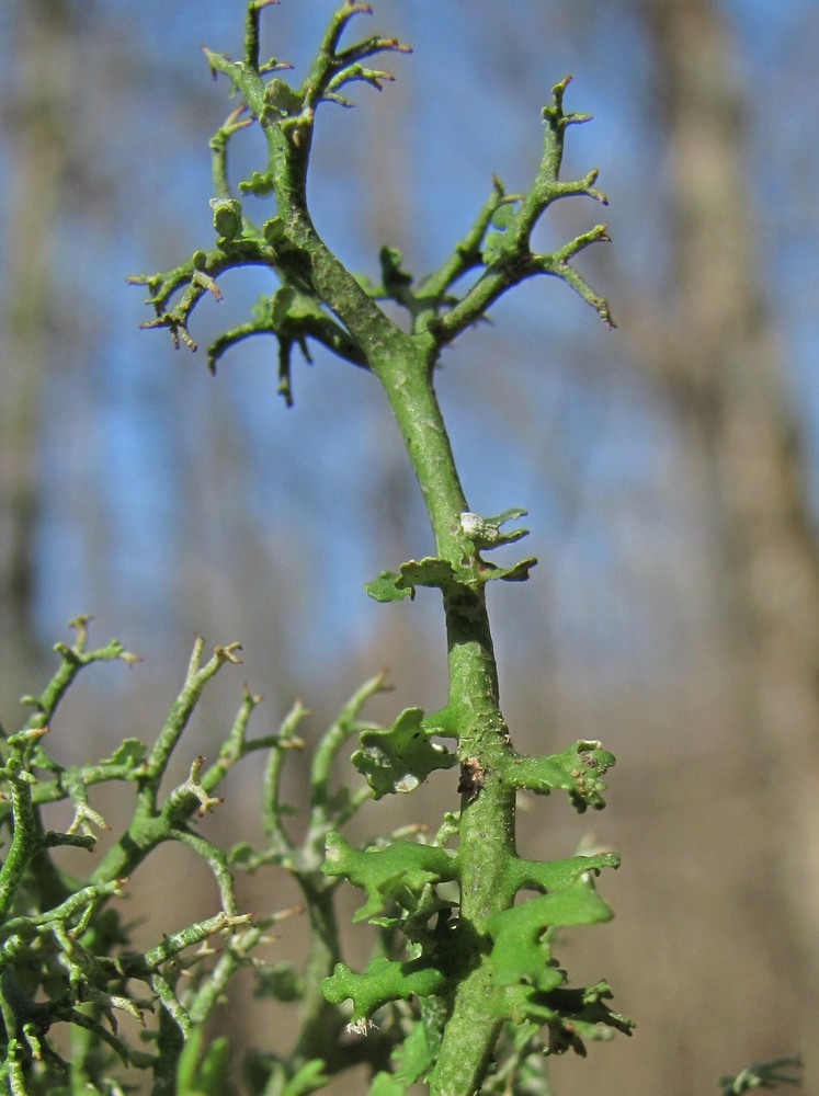 Image of genus Cladonia specimen.