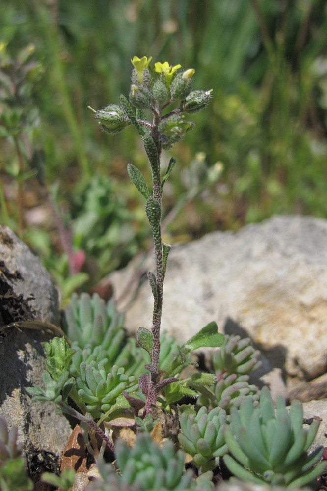 Изображение особи Alyssum smyrnaeum.