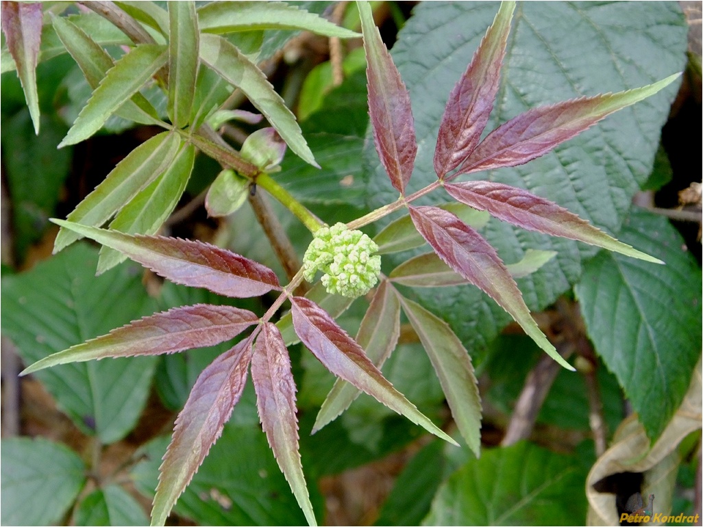 Изображение особи Sambucus racemosa.