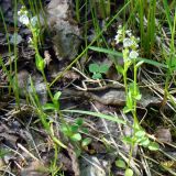 Veronica serpyllifolia