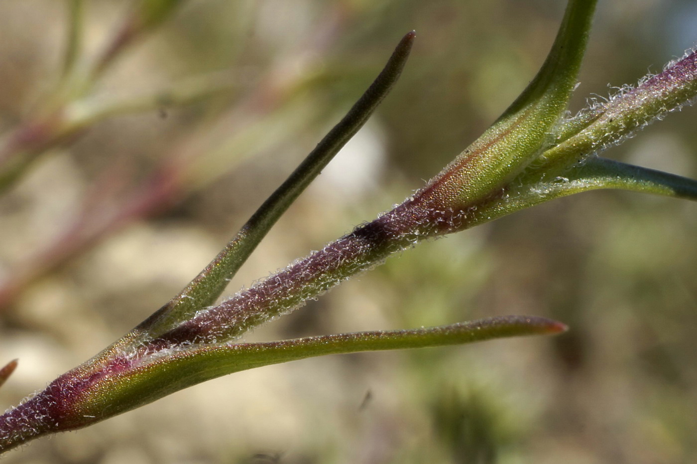 Image of Queria hispanica specimen.