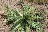 genus Carduus