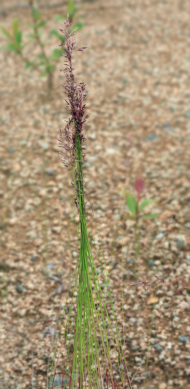 Image of genus Festuca specimen.