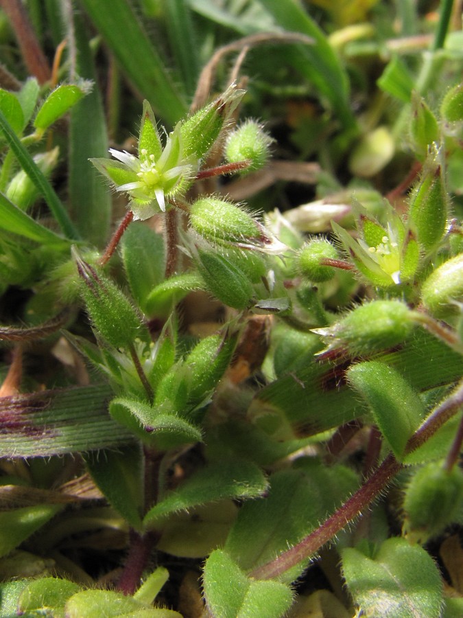 Image of Cerastium semidecandrum specimen.