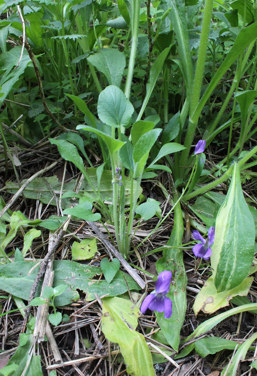 Image of Viola hirta specimen.