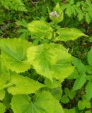 Lunaria rediviva