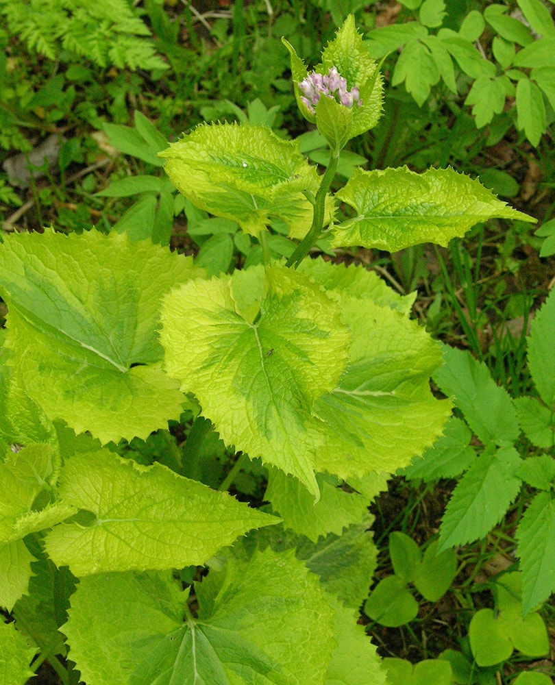 Изображение особи Lunaria rediviva.