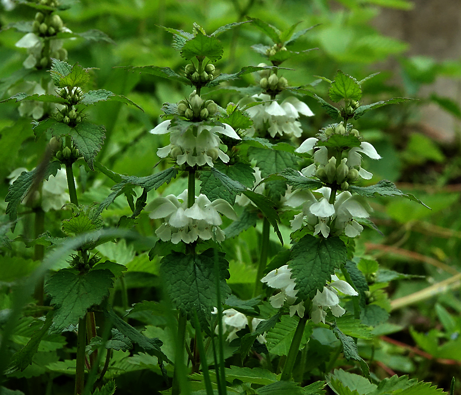 Изображение особи Lamium album.