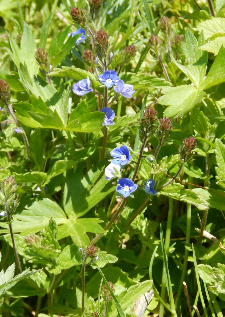 Image of Veronica chamaedrys specimen.