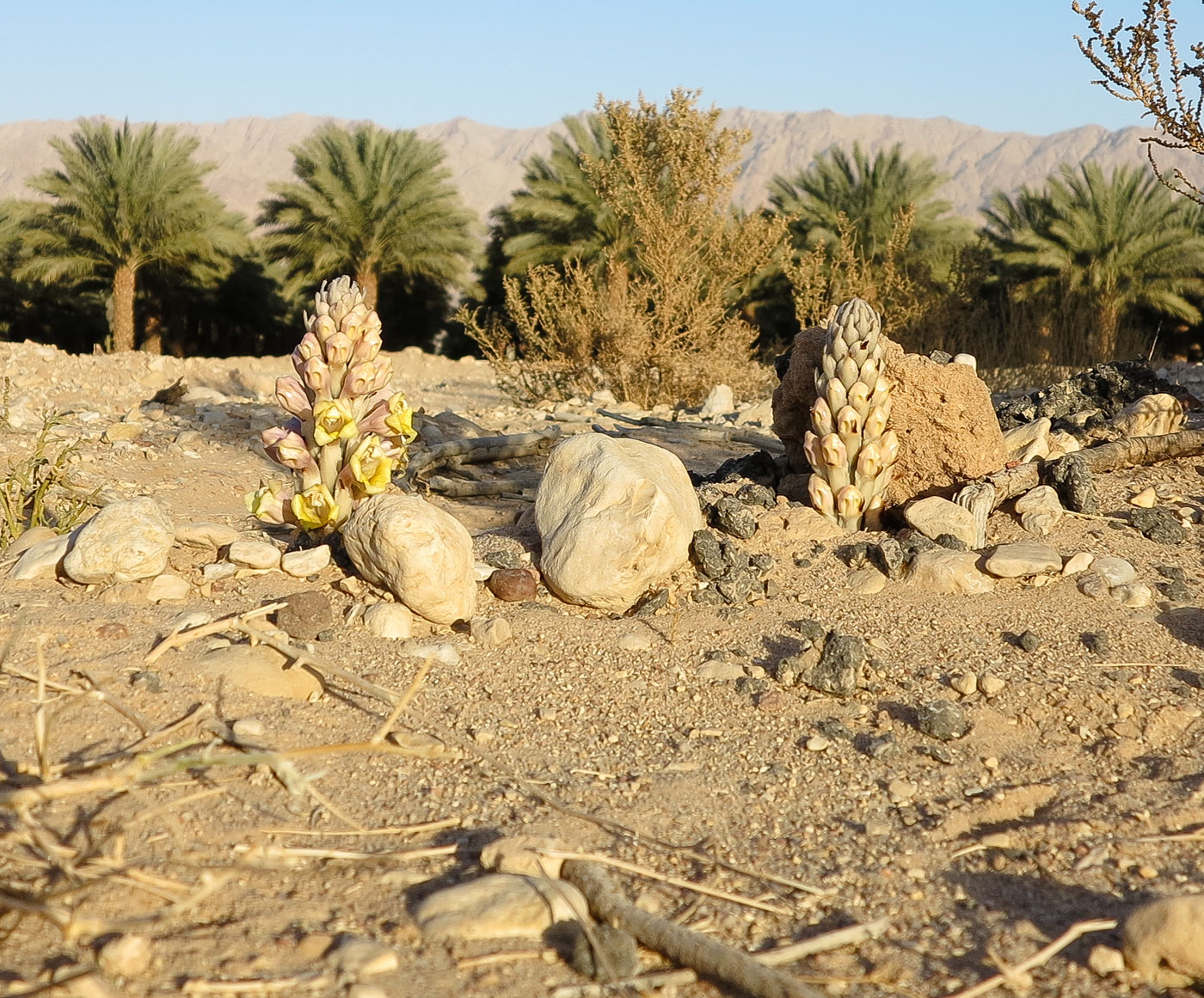 Image of Cistanche tubulosa specimen.