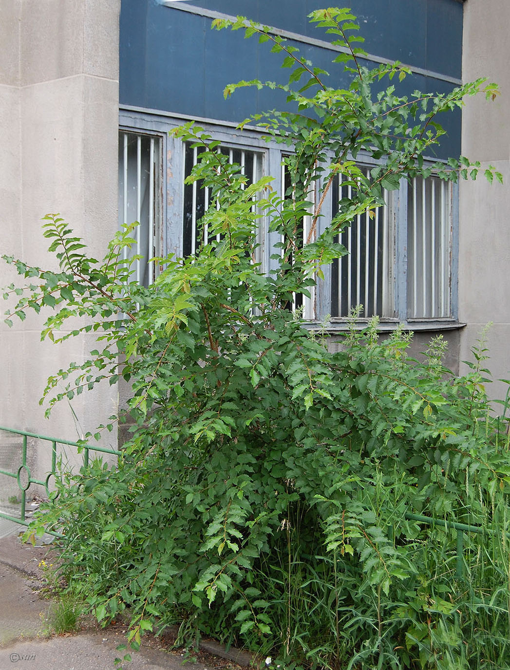 Image of Ulmus minor specimen.