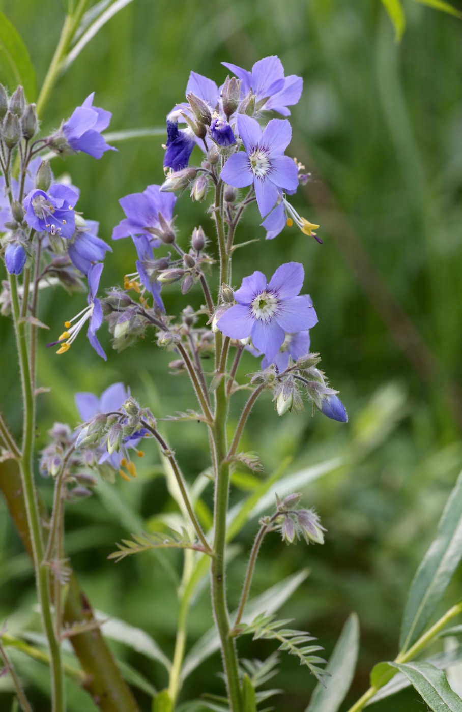 Image of Polemonium laxiflorum specimen.