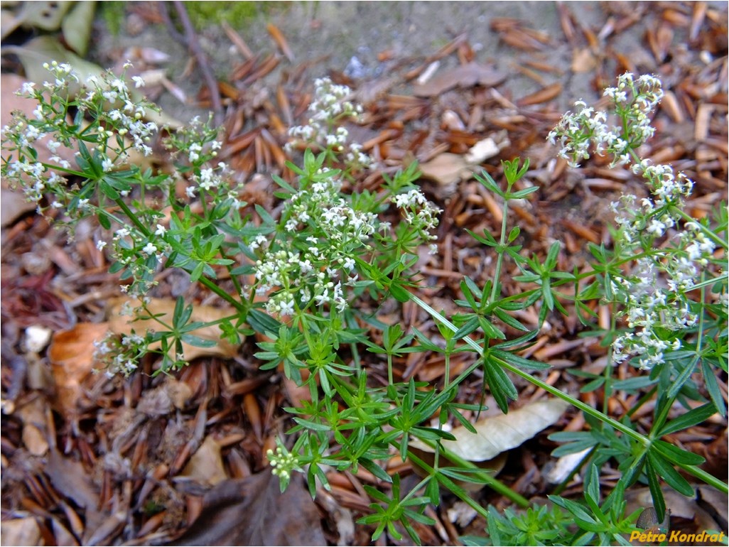 Изображение особи род Galium.