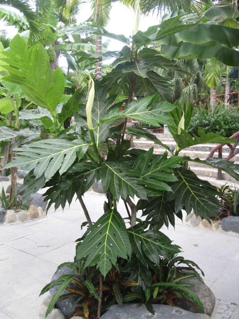 Image of Artocarpus altilis specimen.