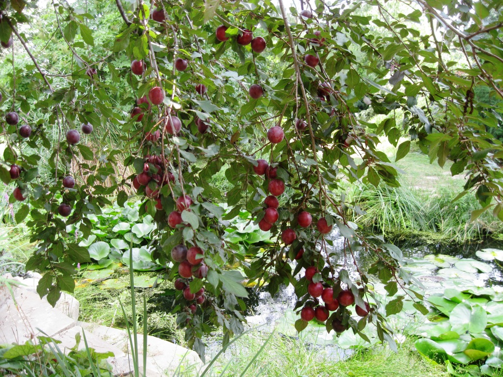 Image of Prunus cerasifera specimen.