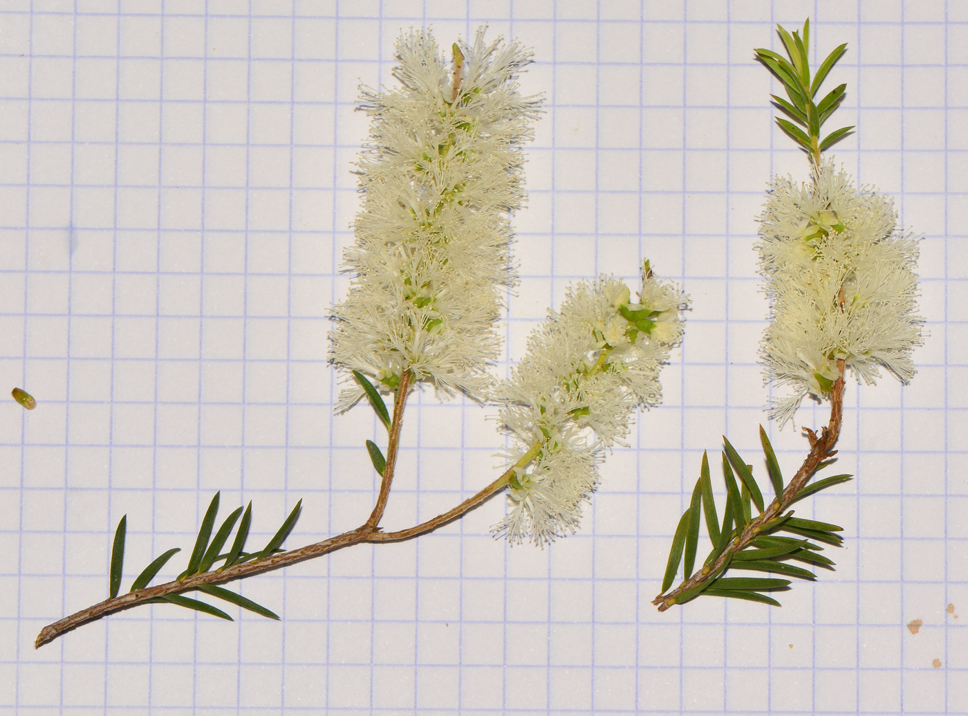 Image of Melaleuca halmaturorum specimen.