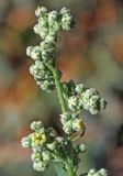 Chenopodium album