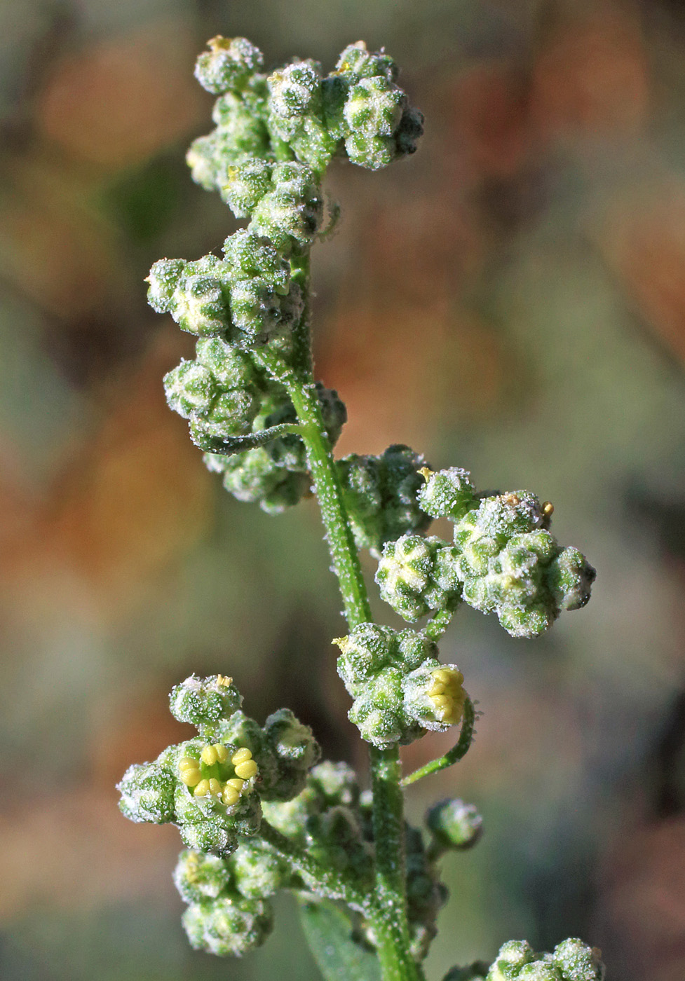 Изображение особи Chenopodium album.