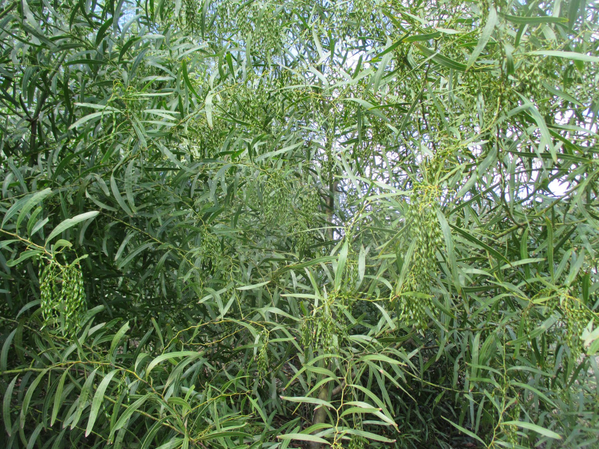 Image of Acacia macradenia specimen.