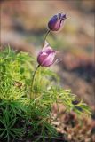 genus Pulsatilla. Цветущее растение. Магаданская обл., Колымское нагорье, склон сопки близ пос. Ягодное. 30.05.2009.