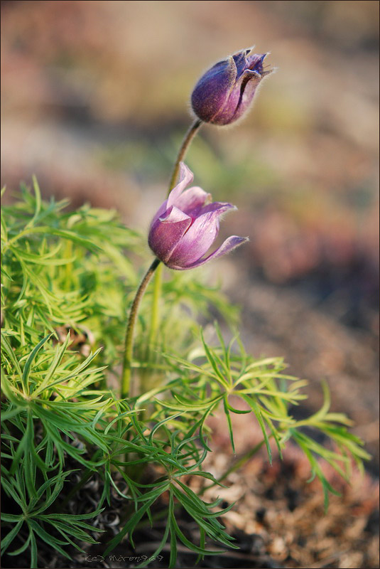 Изображение особи род Pulsatilla.