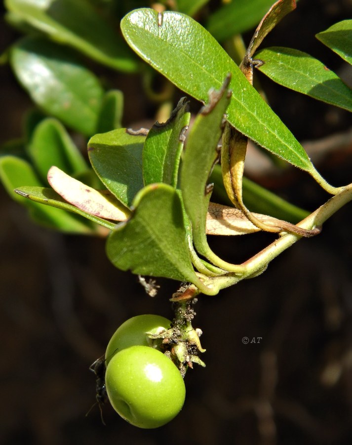 Изображение особи Arctostaphylos uva-ursi.