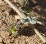 Tribulus terrestris