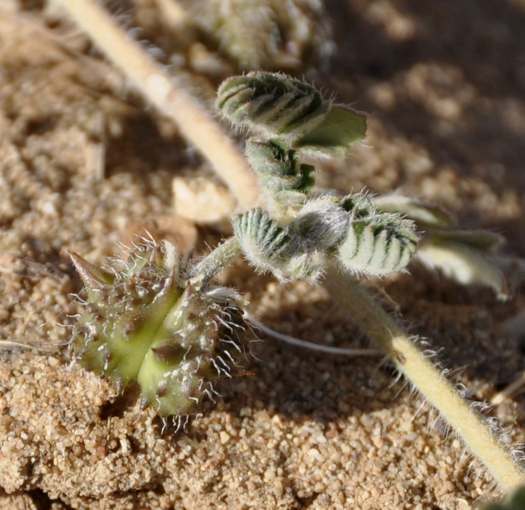 Image of Tribulus terrestris specimen.