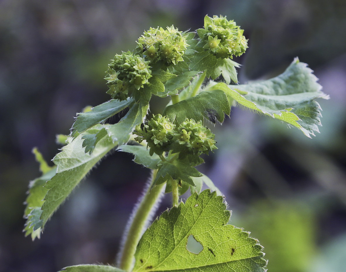 Изображение особи род Alchemilla.