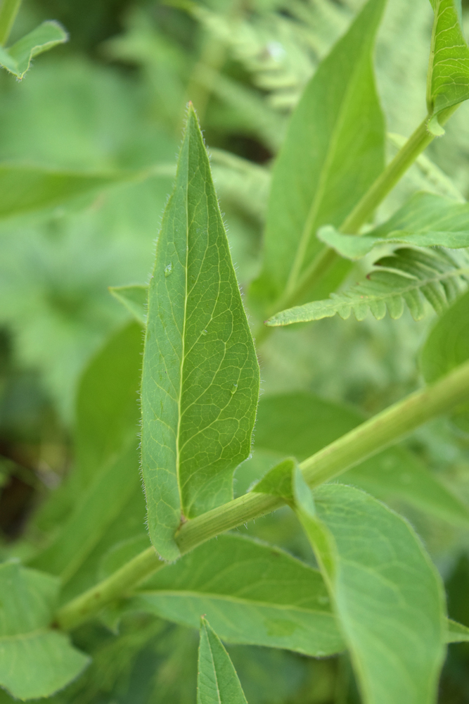 Изображение особи Hieracium duderhofense.