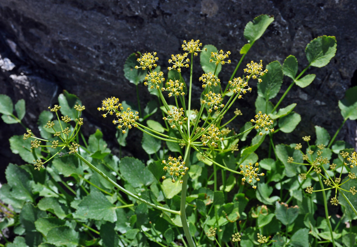 Image of Angelica ternata specimen.