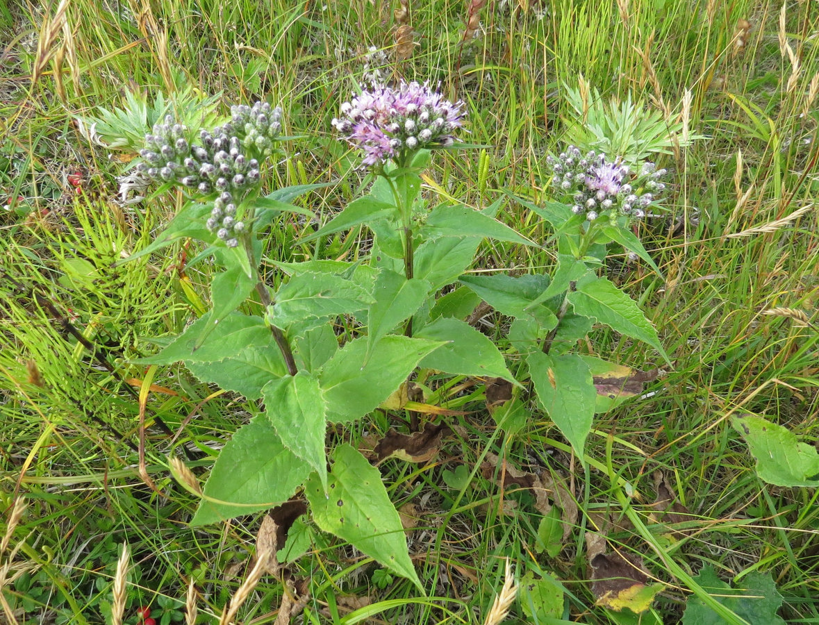 Изображение особи Saussurea riederii.