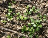 Lupinus polyphyllus