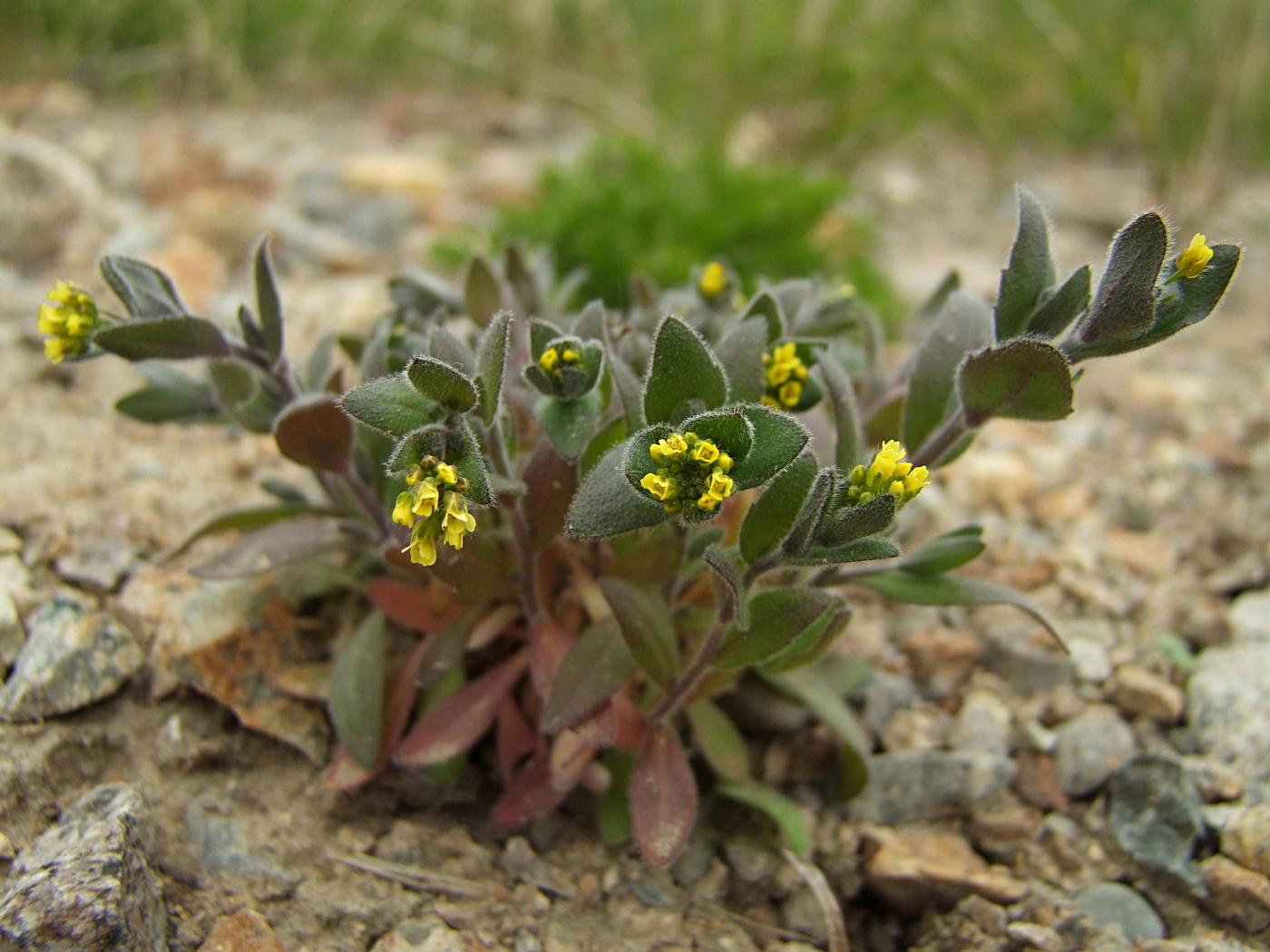 Image of Draba nemorosa specimen.