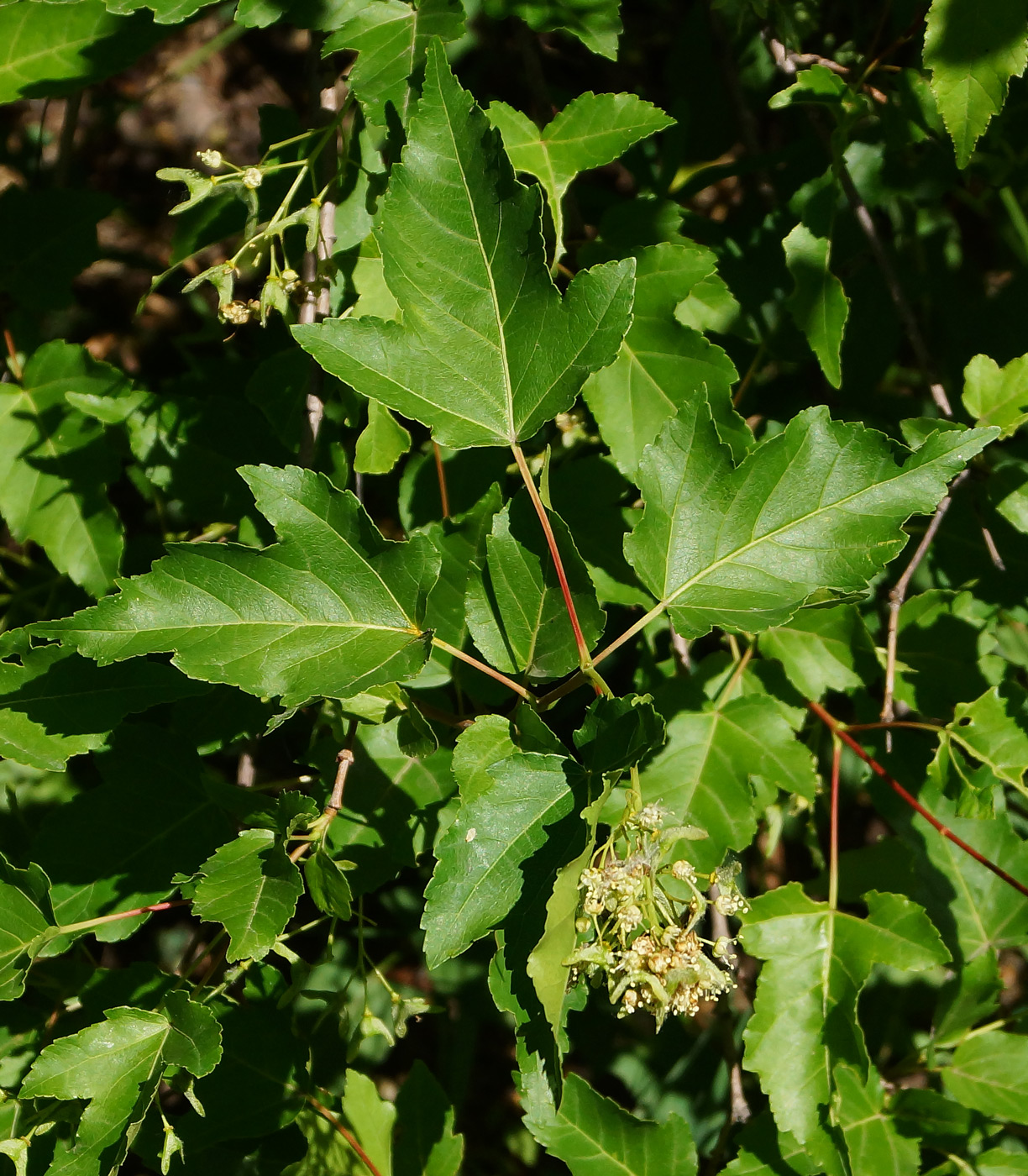 Image of Acer ginnala specimen.