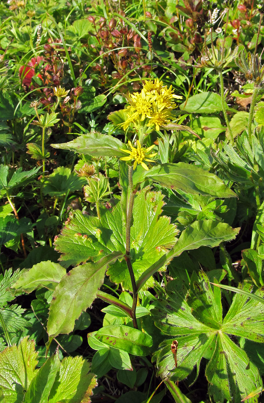 Изображение особи Solidago cuprea.