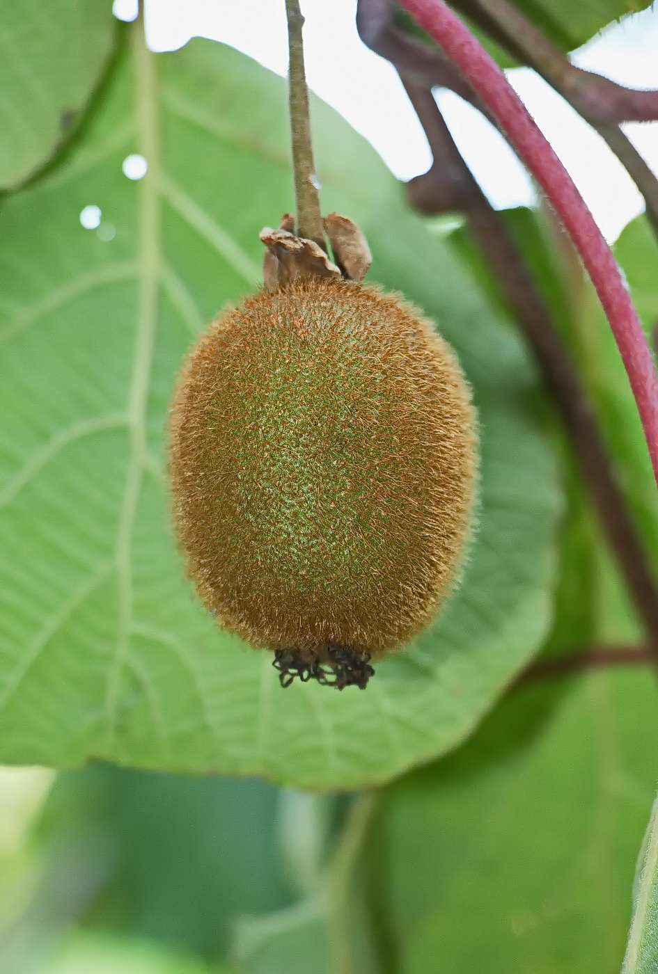 Image of Actinidia chinensis var. deliciosa specimen.