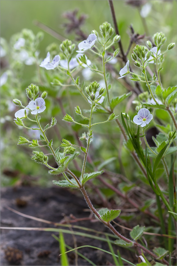 Image of Veronica peduncularis specimen.