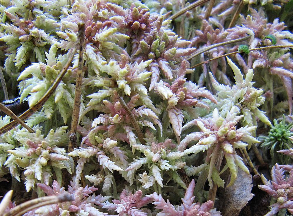 Image of genus Sphagnum specimen.