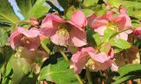 Helleborus abchasicus