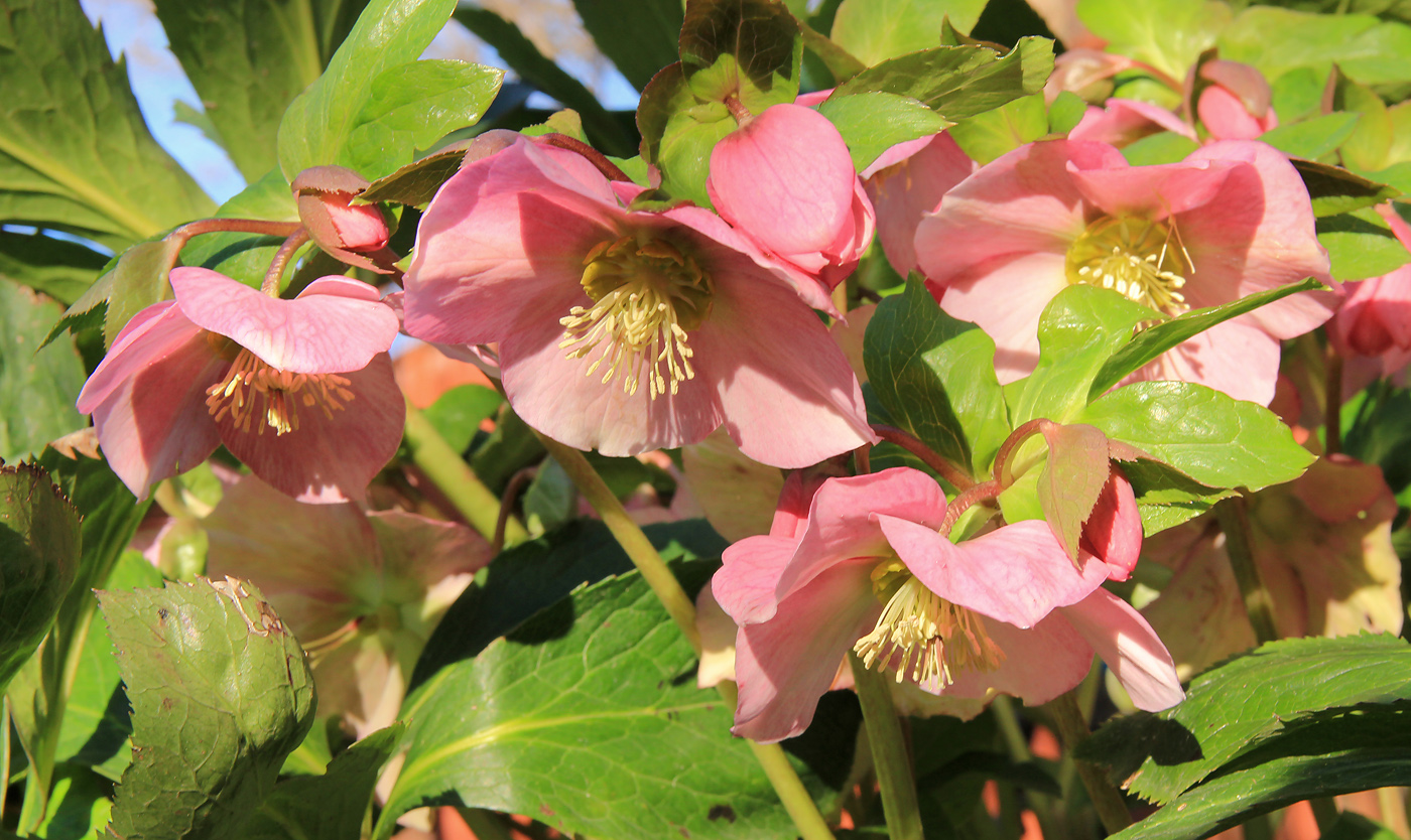 Image of Helleborus abchasicus specimen.