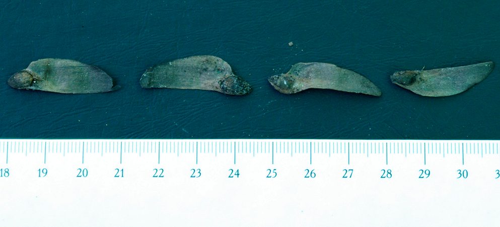 Image of Pinus eldarica specimen.