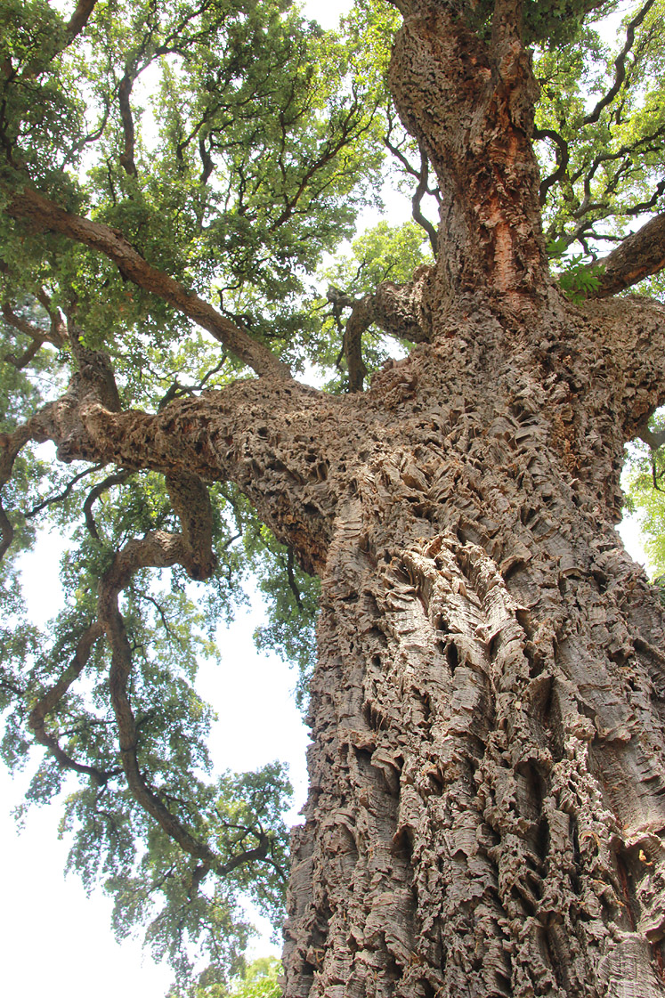 Image of Quercus suber specimen.