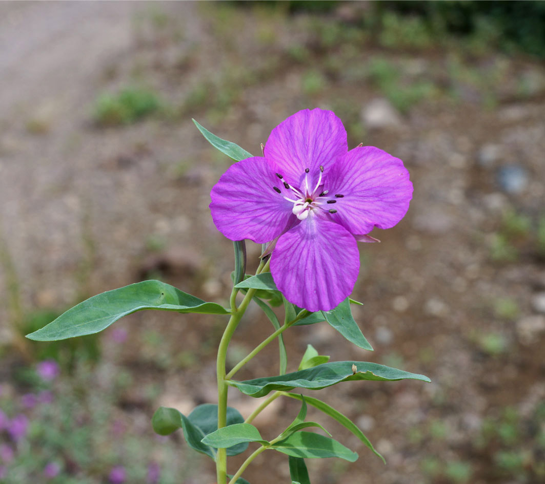 Изображение особи Chamaenerion latifolium.