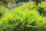 Chamaerops humilis. Листья вегетирующих растений. ЮБК, Никитский ботанический сад, \"парк Приключений\", в культуре. 22 августа 2015 г.
