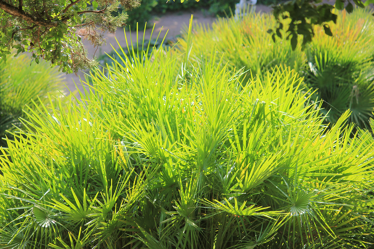 Image of Chamaerops humilis specimen.