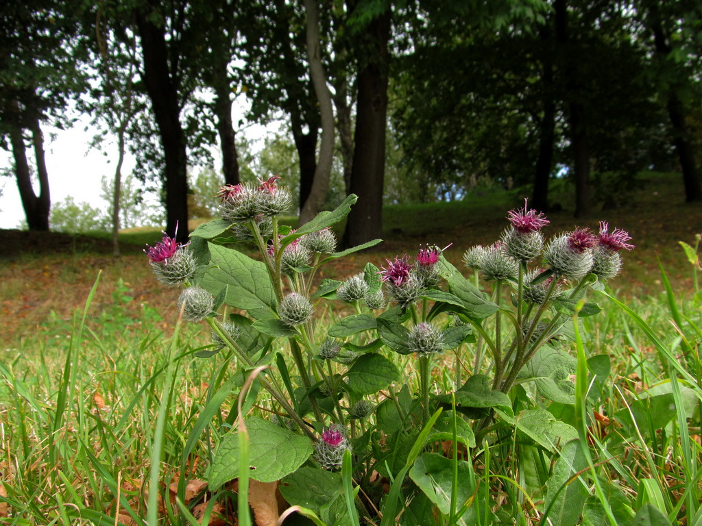 Image of Arctium tomentosum specimen.