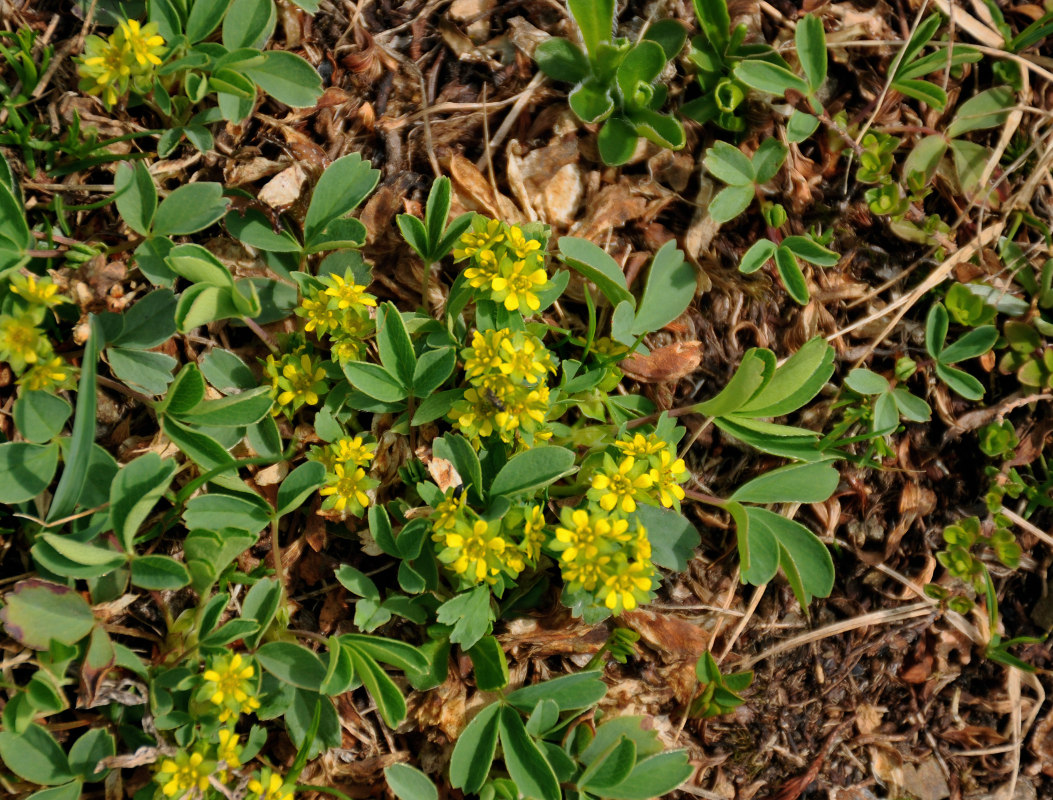 Image of Sibbaldia semiglabra specimen.